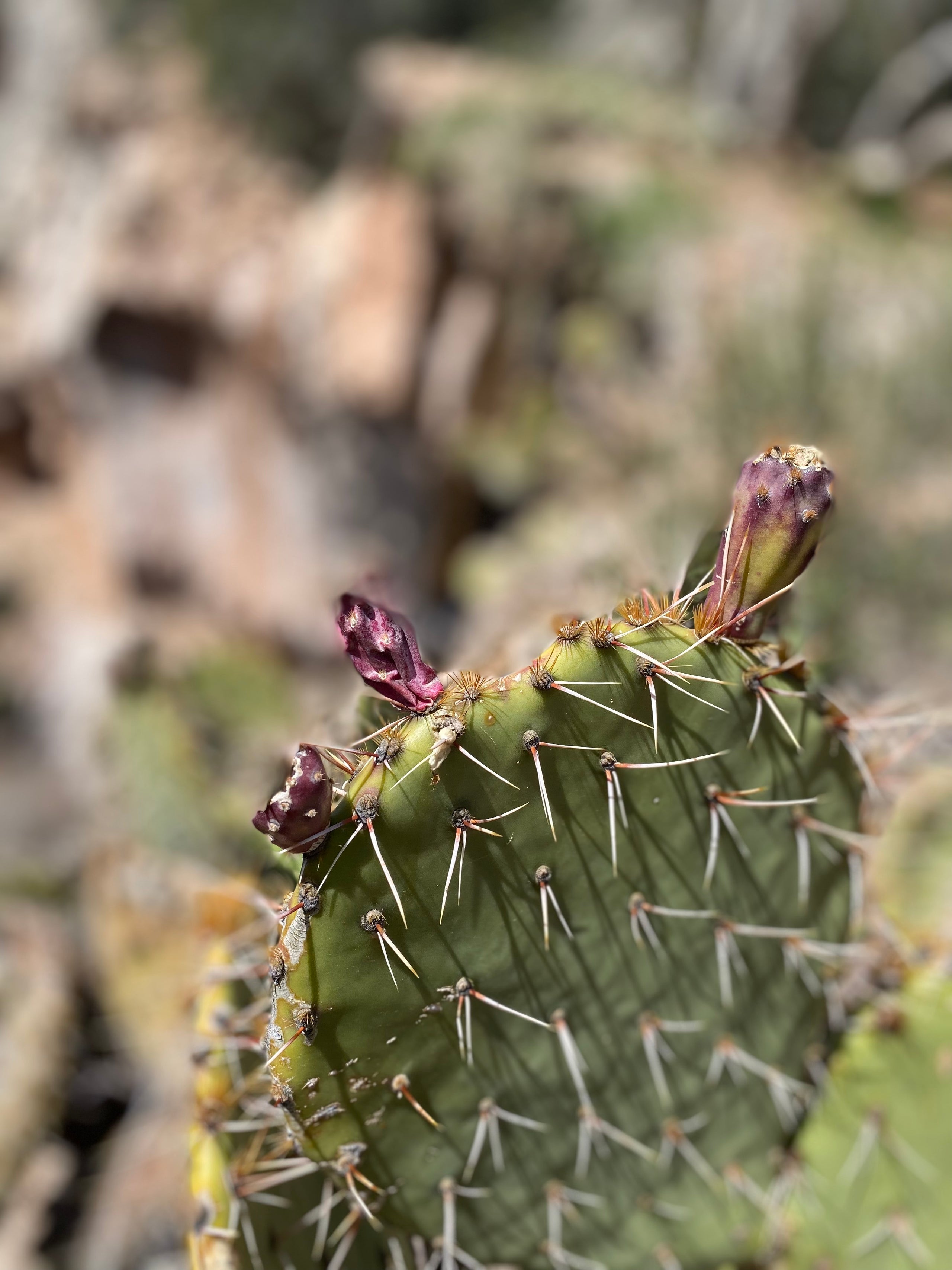 Sonoran Landscape